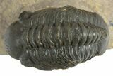 Reedops Trilobite - Atchana, Morocco #310636-1